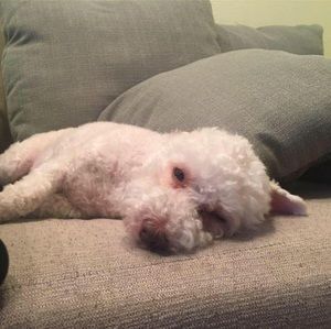 Meet your Posher, Joseph